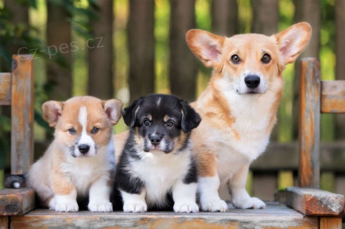 �t��ata Pembroke Welsh Corgi k v�no�n� adopci