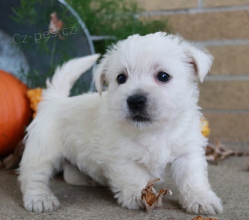 Prod�m mini mini �t��ata West Highland White Terriers