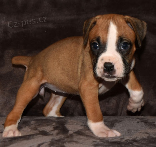 Prod�m kr�sn� �t��ata n�meck�ho boxera