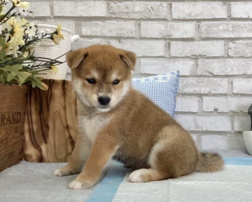Rozko�n� miminka �t��ata shiba inu k adopci