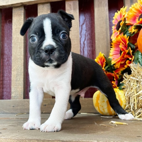 �t��ata bostonsk�ho teri�ra k adopci.