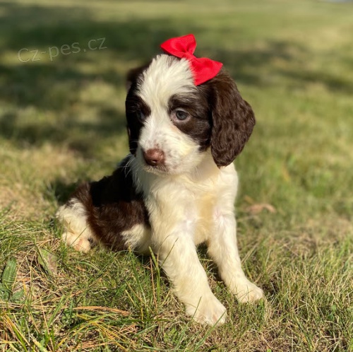 �t��ata anglick�ho �pringr�pan�la k adopci.