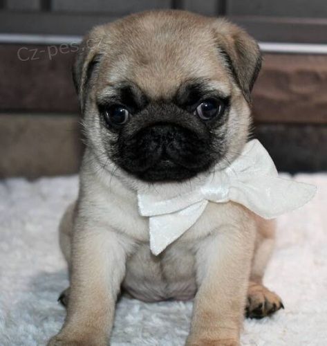 �t��ata mopse a feny k adopci.