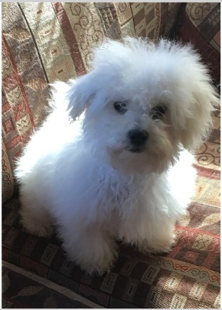 Roztomil� �t���tka jsou p�ipravena k prodeji.