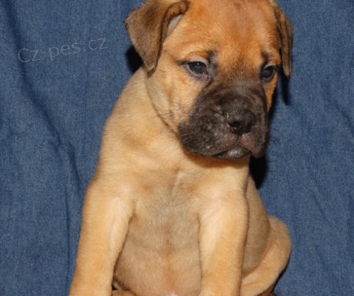 Roztomil� �t���tka jsou p�ipravena k prodeji.