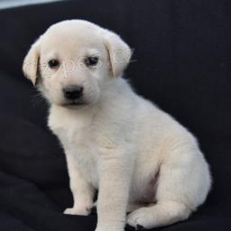 Roztomil� �t���tka jsou p�ipravena k prodeji.