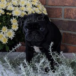 Roztomil� �t���tka jsou p�ipravena k prodeji.