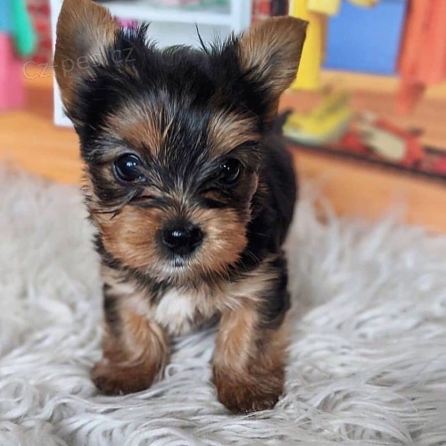 �t��ata yorkie k dispozici a p�ipravena k adopci.