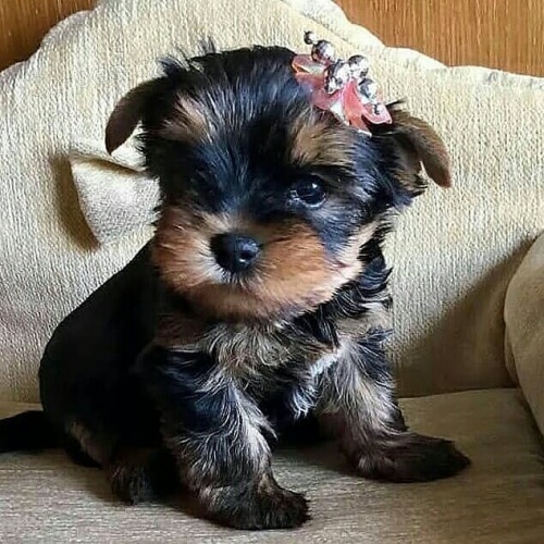 �t��ata yorkie k dispozici a p�ipravena k adopci.