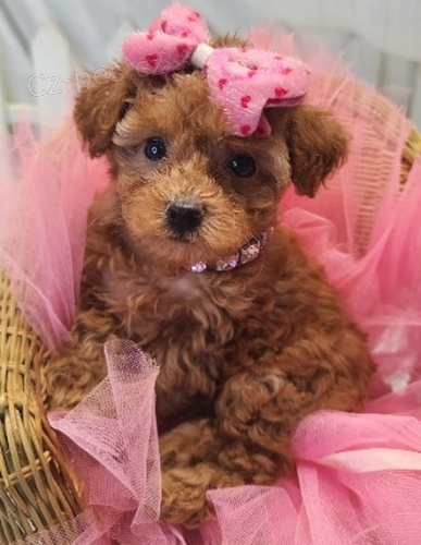 Trpasl�k mu�i a �eny �t��ata pudla na prodej.