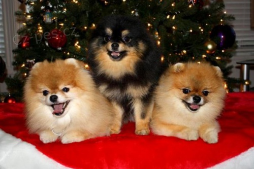 Mini Pomeranian �t��ata k adopci.