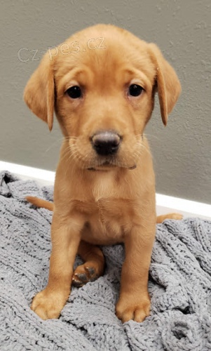 �t��ata labradorsk�ho retr�vra jsou nyn� k dispozici a p�ipravena k adopci.