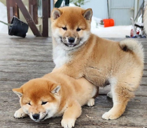 �t��ata shiba inu k adopci