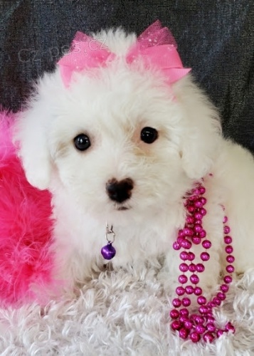 �t���tka bi�onka jsou k dispozici a ihned p�ipravena k ADOPCI