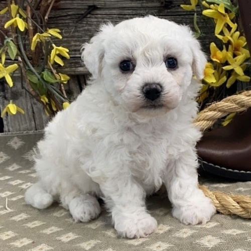 �t���tka bi�onka k v�no�n� ADOPCI