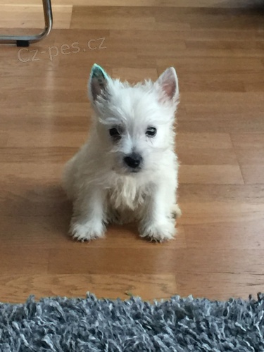 �t��ata West Highland White Terriers jsou nyn� k dispozici k adopci