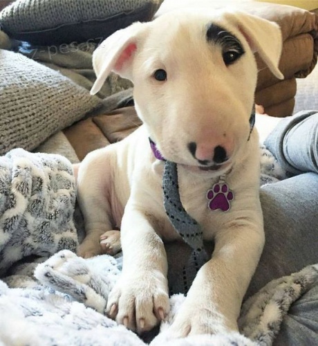 kr�sn� miniaturn� �t���tka anglick�ho bulteri�ra k adopci.