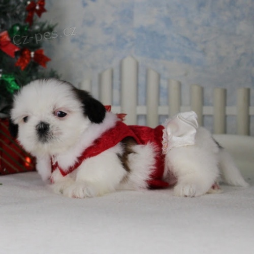 �t��ata SHIH TZU k adopci.
