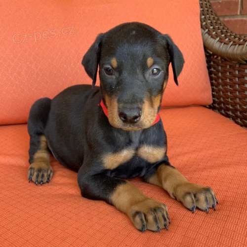 dobrman pin� �t��ata k adopci