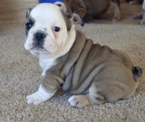 Kr�sn� a and�lsk� �t���tka anglick�ho buldo�ka k adopci