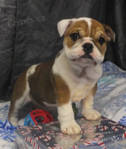 �t��ata anglick�ho buldoka k adopci