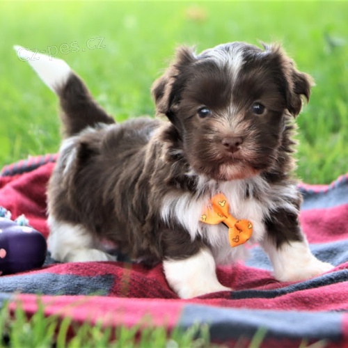 havanese �t��ata k adopci.