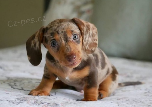 zdrav� �t��ata jezev��k� ihned k adopci