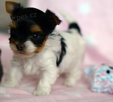 Miniaturn� �t��ata jork��rsk�ho teri�ra BIEWER k adopci.