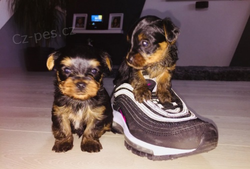 yorkie mini �t���tka k adopci