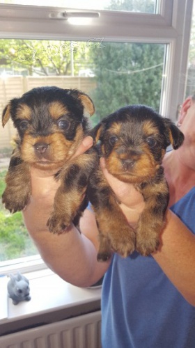 yorkie mini �t���tka k v�no�n� adopci