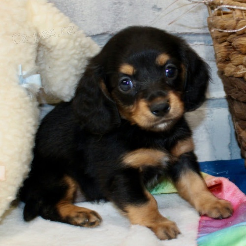 mini �t��ata jezev��k� k adopci