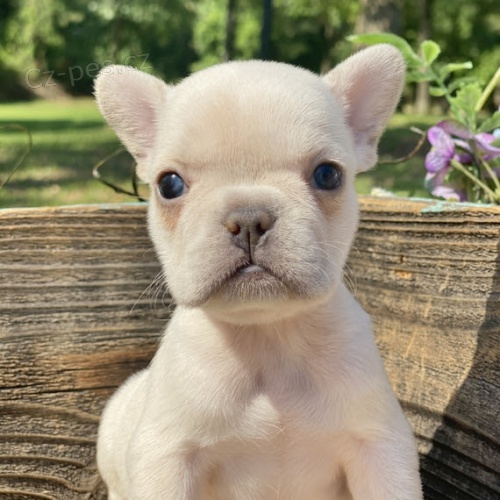 ZDRAV� a O�KOVAN� �t��ata fenky a pejska francouzsk�ho buldo�ka k adopci.