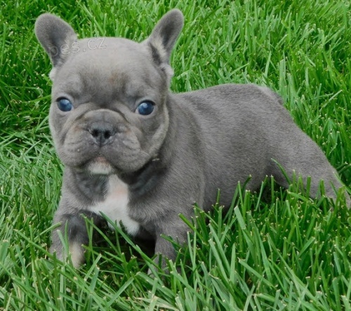 �t��ata francouzsk�ho buldo�ka k adopci.