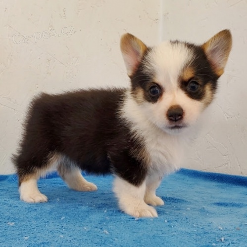 �t��ata Pembroke Welsh Corgi k adopci.