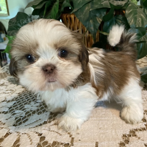Prod�m �t��ata fenky a pejsky SHIH TZU