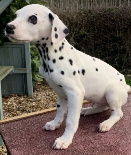 Kr�sn� a zdrav� o�kovan� �t���tka dalmatin� k adopci.