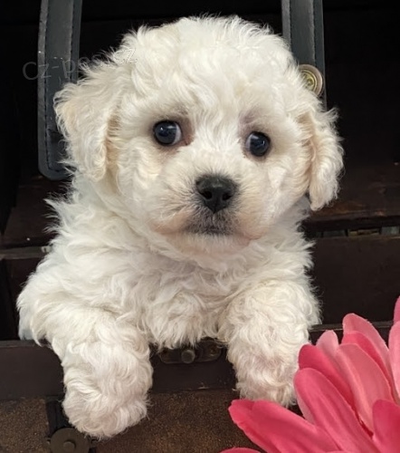 �t��ata bi�onka jsou k dispozici a p�ipravena k adopci.