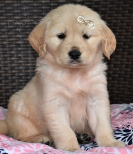 �t���tka zlat�ho retr�vra ihned k adopci.