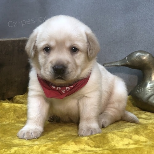 �t��ata labradorsk�ho retr�vra k adopci