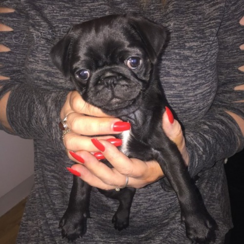 �t��ata �ern�ho mopse a samice k adopci.