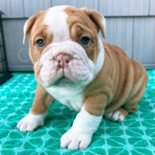 �t��ata anglick�ho buldoka