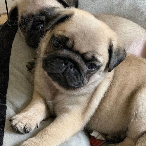 �t��ata mops� k adopci