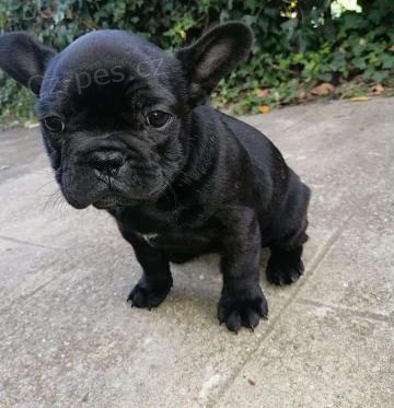 kr�sn� �t��ata francouzsk�ho buldo�ka k adopci