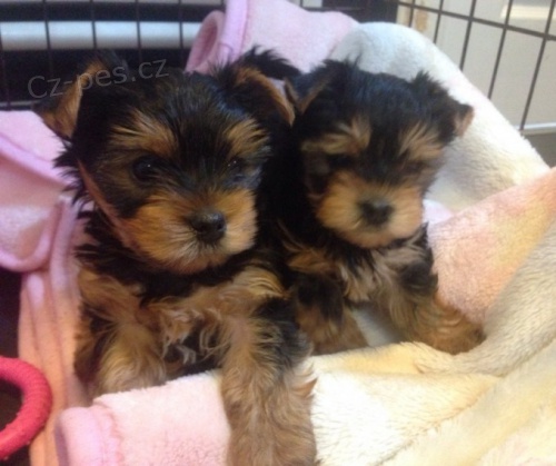 mini �t��ata jork��rsk�ho teri�ra.