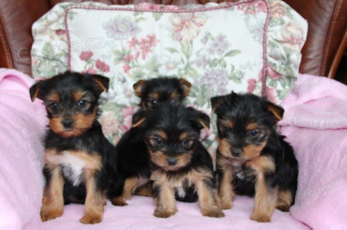 �t��ata jork��rsk�ho teri�ra.