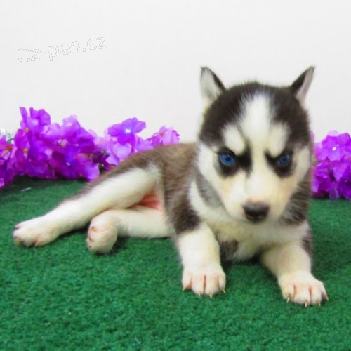 Rozko�n� �ena a samec sibi�sk�ho huskyho s kr�sn�ma modr�ma o�ima.