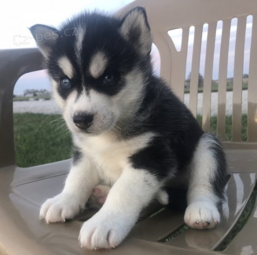 V�no�n� sibi�sk� husky s kr�sn�ma modr�ma o�ima.