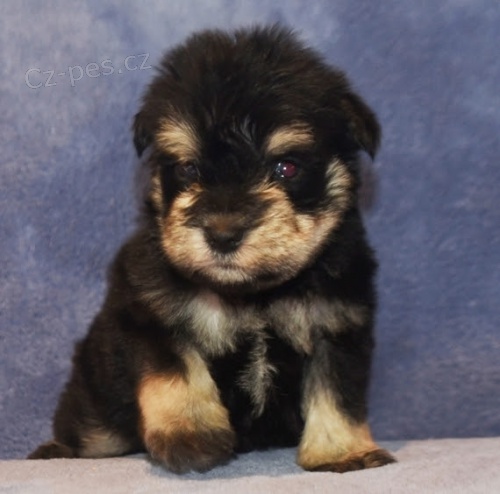 kr�sn� miniaturn� kn�ra�e k v�no�n� adopci.