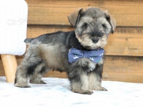 kr�sn� mal� kn�ra�e a kn�ra�e k v�no�n� adopci.