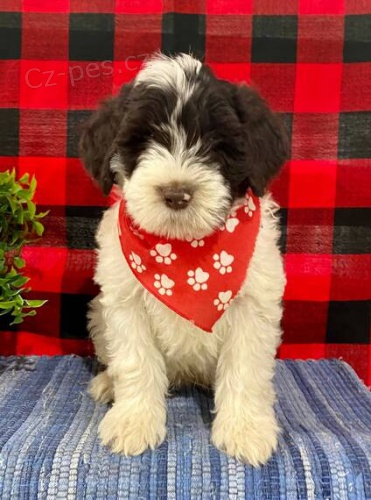 rozko�n� a kr�sn� �t���tka portugalsk�ho vodn�ho psa k adopci